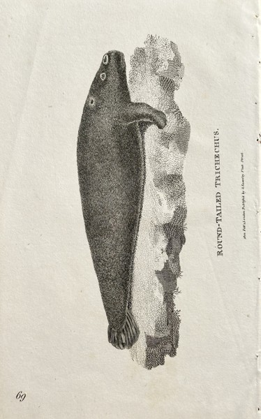 George Shaw (1751–1813) – Round-Tailed Trichechus – Copperplate engraving (1800)