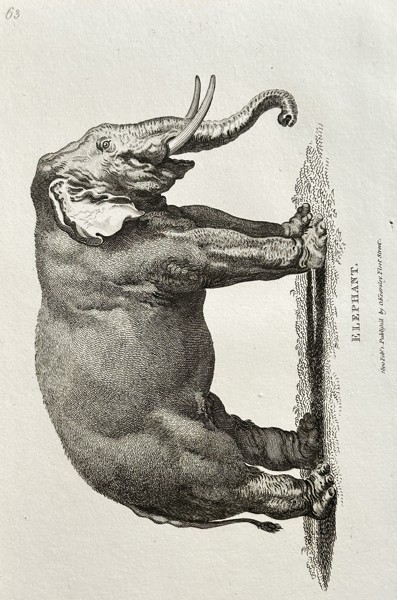 George Shaw (1751–1813) – Elephant – Copperplate engraving (1800)
