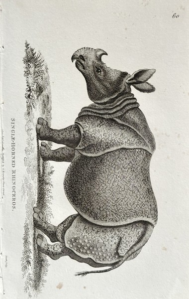 George Shaw (1751–1813) – Single-Horned Rhinoceros – Copperplate engraving (1800)