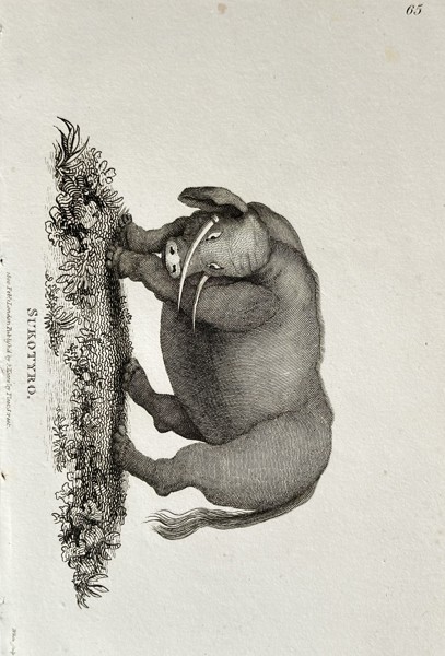 George Shaw (1751–1813) – Sukottyro (Babirusa) – Copperplate engraving (1800)