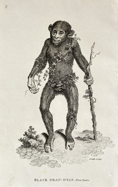 Edward Tyson (1650–1708), after – Black Orang-Utan, From Tyson – Engraving (Circa 1780)