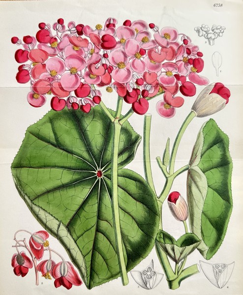 William Curtis (1746–1799) – Botanical Study of a Showy-Flowered Begonia – Hand-coloured lithograph (Circa 1884)