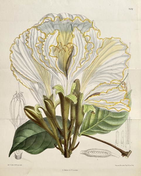William Curtis (1746–1799) – Bauhinia Monandra (Butterfly Bauhinia) – Hand-coloured lithograph (Circa 1897)