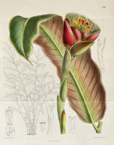 William Curtis (1746–1799) – Botanical Study of an Ornamental Banana (Musa species) – Hand-coloured lithograph (Circa 1895)