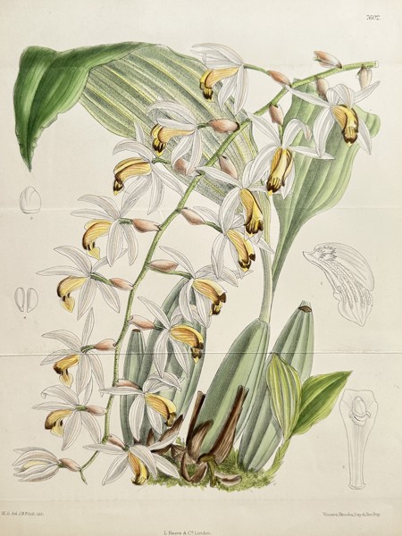 William Curtis (1746–1799) – Coelogyne Swaniana – Hand-coloured lithograph (1898)