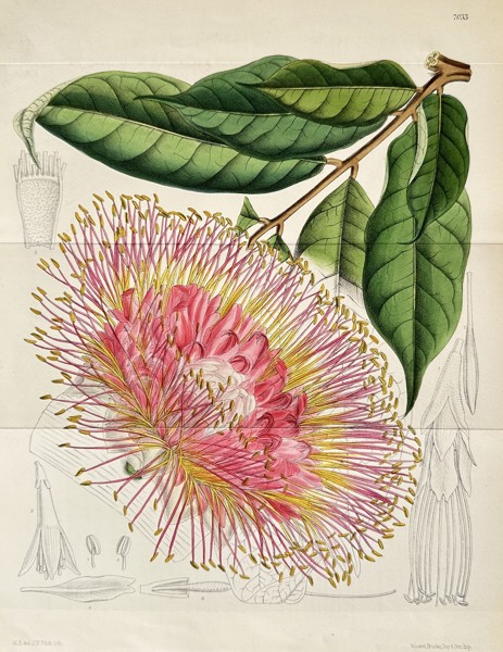William Curtis (1746–1799) – Brush-Flowered Myrtle (Syzygium species) – Hand-coloured lithograph (Circa 1868)