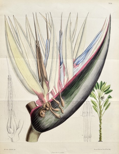 William Curtis (1746–1799) – Strelitzia Nicolai (White Bird-of-Paradise) – Hand-coloured lithograph (1898)
