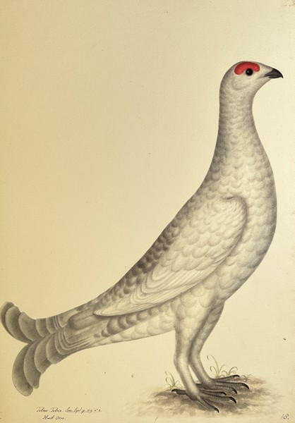 Olof Rudbeck the Younger (1660–1740), after – Ptarmigan (Tetrix Tectrix) – Lithography