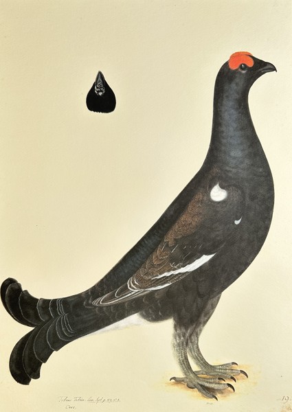 Olof Rudbeck the Younger (1660–1740), after – Black Grouse Cock – Lithography