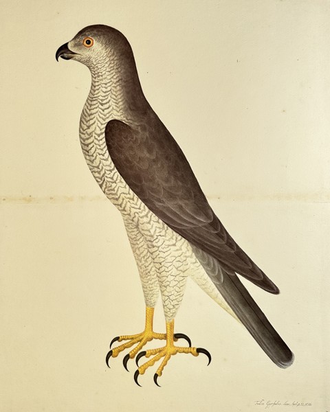 Olof Rudbeck the Younger (1660–1740), after – Goshawk (Falco Gentilis) – Lithography