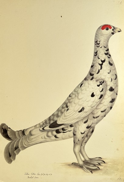 Olof Rudbeck the Younger (1660–1740), after – Ptarmigan in Transitional Plumage (Tetras Alba) – Lithography
