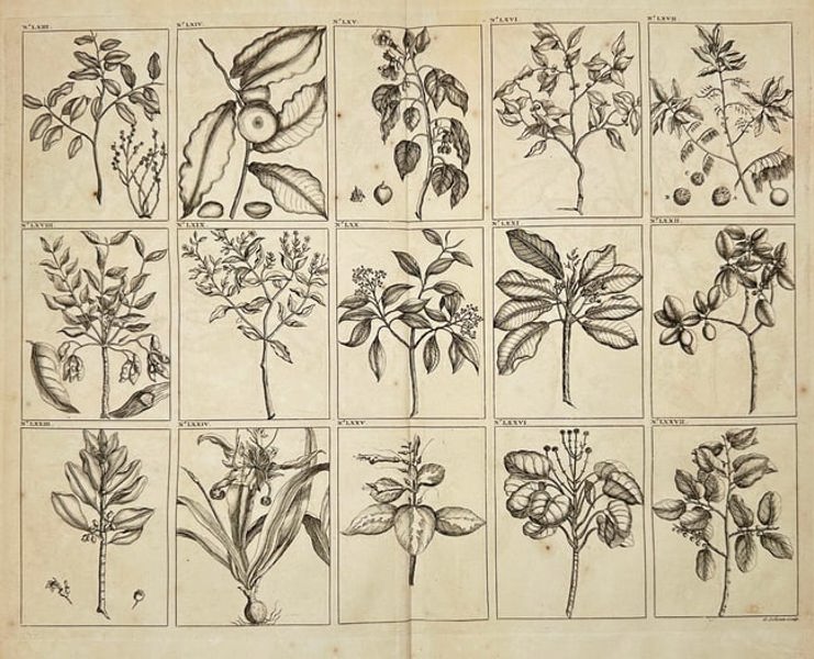 François Valentijn – Tropical Plants and Botanical Studies of Southeast Asia