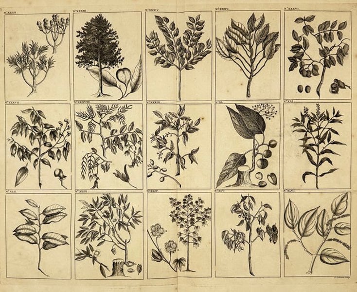 François Valentijn – Plants and Trees of Southeast Asia, Plate No. XXXII