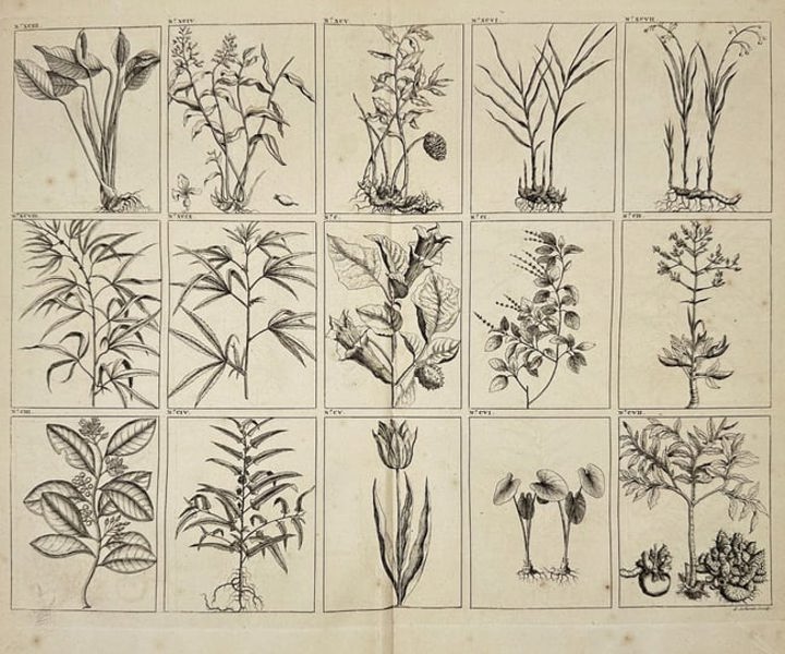 François Valentijn – Botanical Specimens of Southeast Asian Plants, Plate – Copperplate