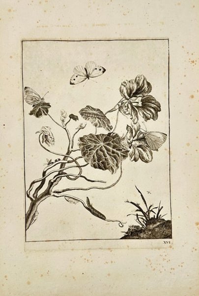 Johann Wilhelm Weinmann – Nasturtium with Cabbage White Butterflies – Hand-Coloured Engraving (1736–1748)