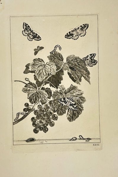 Johann Wilhelm Weinmann – Botanical Study of Grape leaves – Hand-Coloured Engraving (1736–1748)