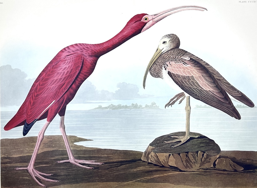 John James Audubon - Birds Of America Double Elephant Folio - Scarlet Ibis - Ibis Rubba