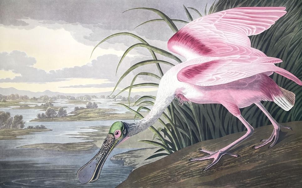 John James Audubon - Birds Of America Double Elephant Folio - Roseate Spoonbill - Platalea Ajaja