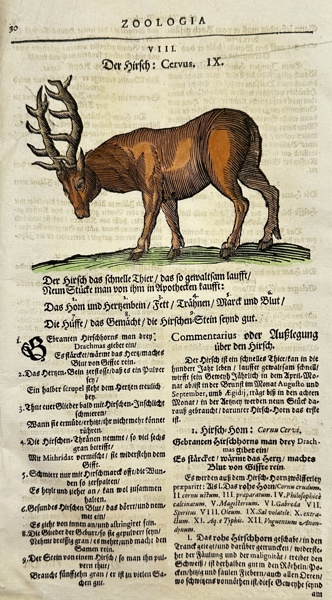 Johann Joachim Becher (1635-1682) - Incunabula, Zoology - Cervus