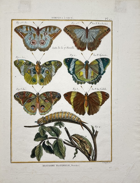 Guillaume-Antoine Olivier - Robert Benard - Hand-coloured Engraving - Butterflies - Nymphes à Yeux