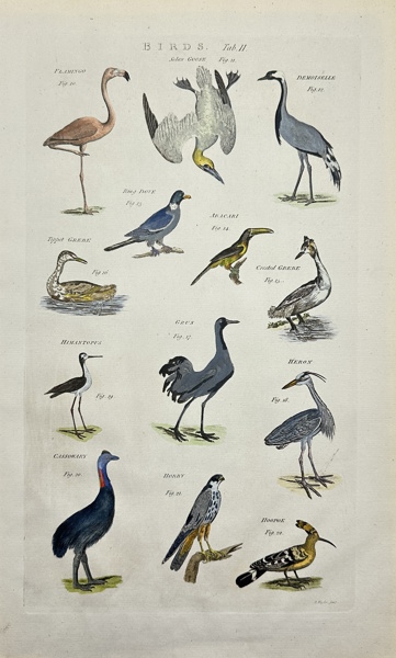 Ephraim Chambers - Hand-coloured Engraving - Birds - Flamingo - Heron - Hobby - Cassowary - Grebe