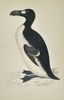 Francis Orpen Morris (1810–1893) – Illustration of Great Auk – Hand-colored engraving (Circa 1860)
