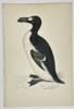 Francis Orpen Morris (1810–1893) – Illustration of Great Auk – Hand-colored engraving (Circa 1860)