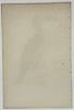 Francis Orpen Morris (1810–1893) – Illustration of Great Auk – Hand-colored engraving (Circa 1860)