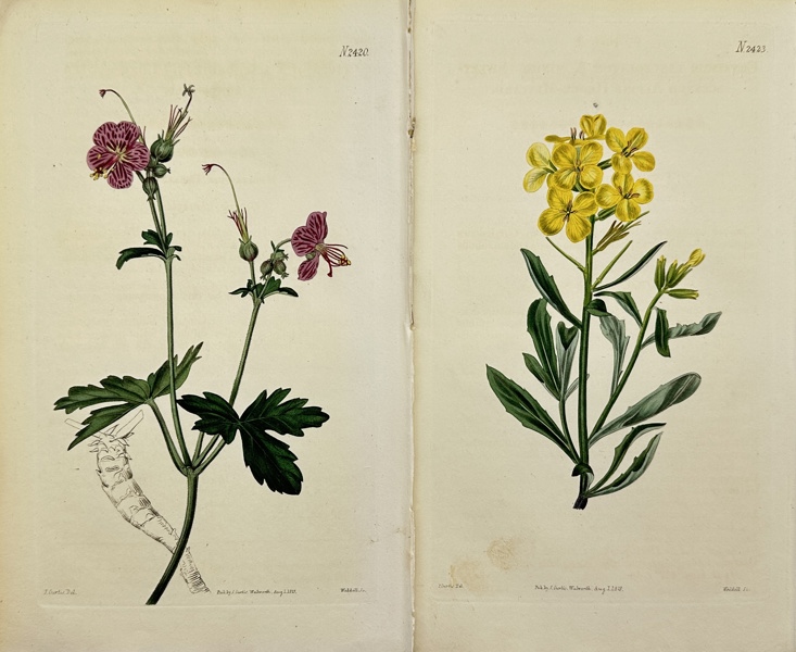 John Curtis (1791–1862)  - Set of 2 Botanical Prints - Smelly wallflower - Bulgarian geranium