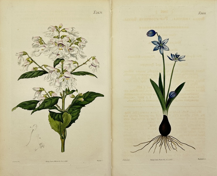 John Curtis (1791–1862)  - Set of 2 Botanical Prints - Siberian squill - Victorian Christmas Bush