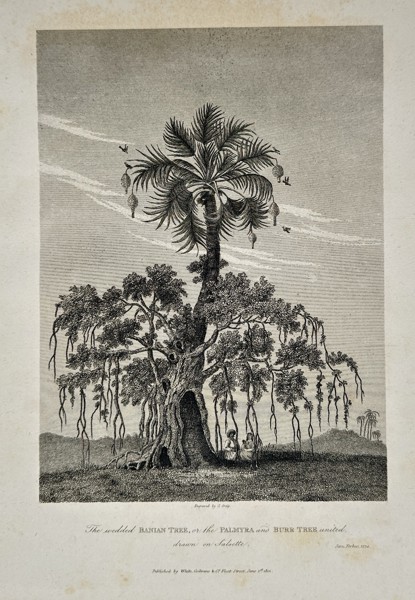 James Forbes (1749–1819) – The Wedded Banyan Tree and the Palmyra one Within Them, united – Large Folio (1812)