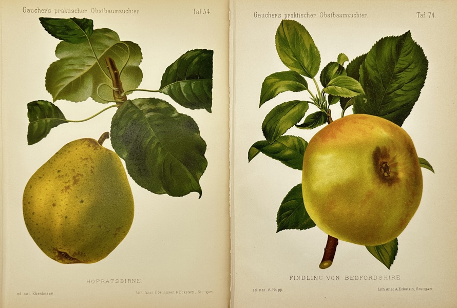 Nicolas Gaucher - Johann Georg Keller - Set of 2 Fruit Print - Apple and Pear