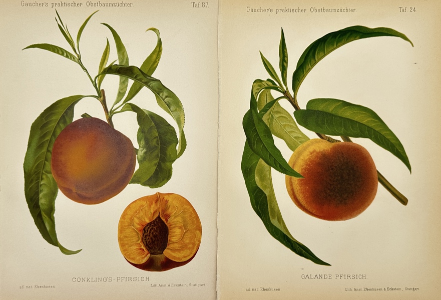 Nicolas Gaucher - Johann Georg Keller - Set of 2 Fruit Print - Peach - The Galande Peach 