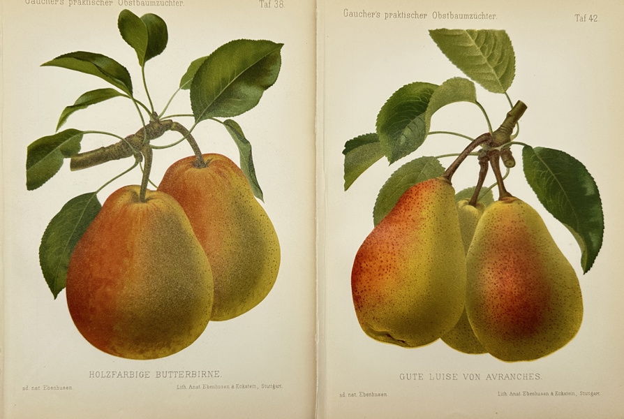 Nicolas Gaucher - Johann Georg Keller - Set of 2 Fruit Print - Pear