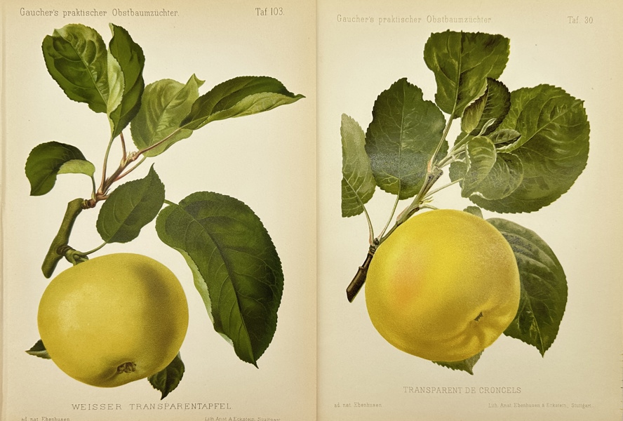 Nicolas Gaucher - Johann Georg Keller - Set of 2 Fruit Print - Apples