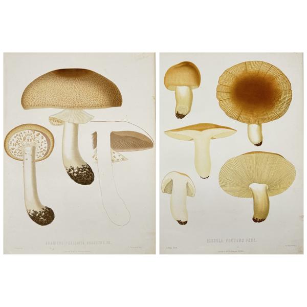 Elias Fries - Mycology - Mushroom Prints - Russula Foetens - Agaricus Augustus