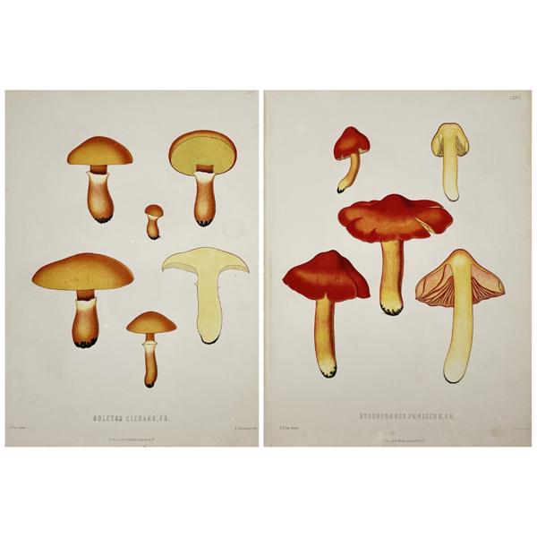 Elias Fries - Mycology - Mushroom Prints - Boletus Elegans - Hygrophorus Puniceus