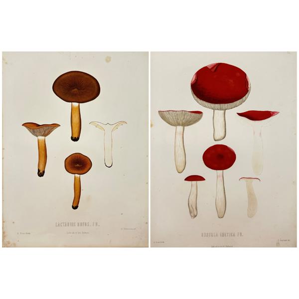 Elias Fries - Mycology - Mushroom Prints - Russula Emetica - Lactarius Rufus