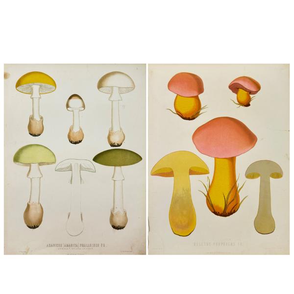 Elias Fries - Mycology - Mushroom Prints - Agaricus Amanita Phalloides - Boletus Purpureus