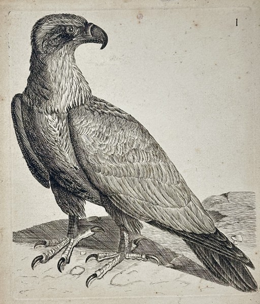 Francis Barlow (c. 1626–1704) – Study of an Eagle – Engraving (Late 17th Century)