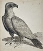 Francis Barlow (c. 1626–1704) – Study of an Eagle – Engraving (Late 17th Century)