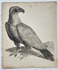 Francis Barlow (c. 1626–1704) – Study of an Eagle – Engraving (Late 17th Century)