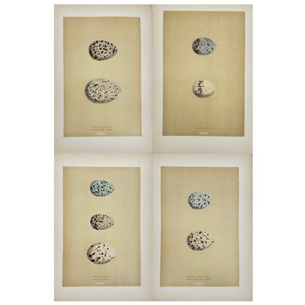 Francis Orpen Morris - Bird Egg Prints - Whiskered Tern - Arctic Tern - Common Tern - Sandwich Tern