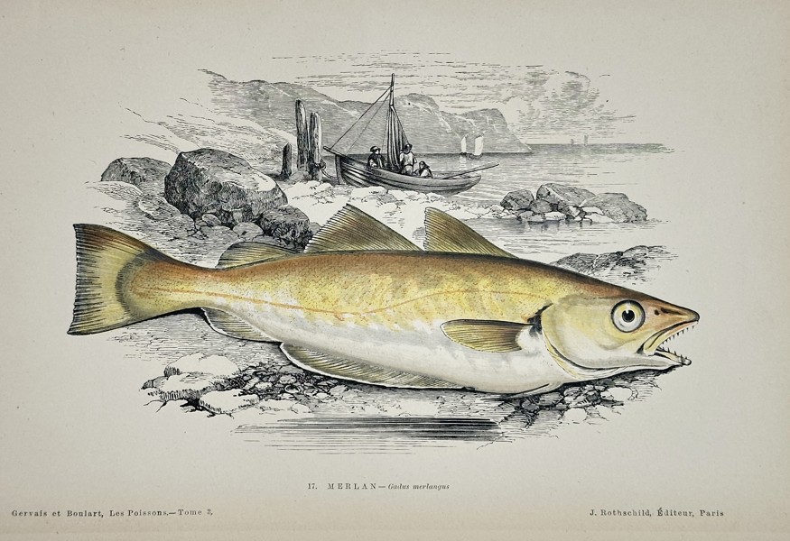 J. Rothschild – Whiting (Gadus Merlangus) – Engraving with hand-coloring (c. 1870)