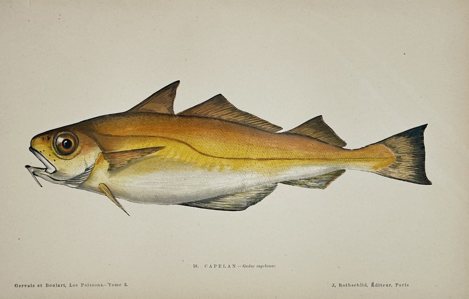 J. Rothschild – Capelan (Gadus Callarias) – Engraving with hand-coloring (c. 1870)