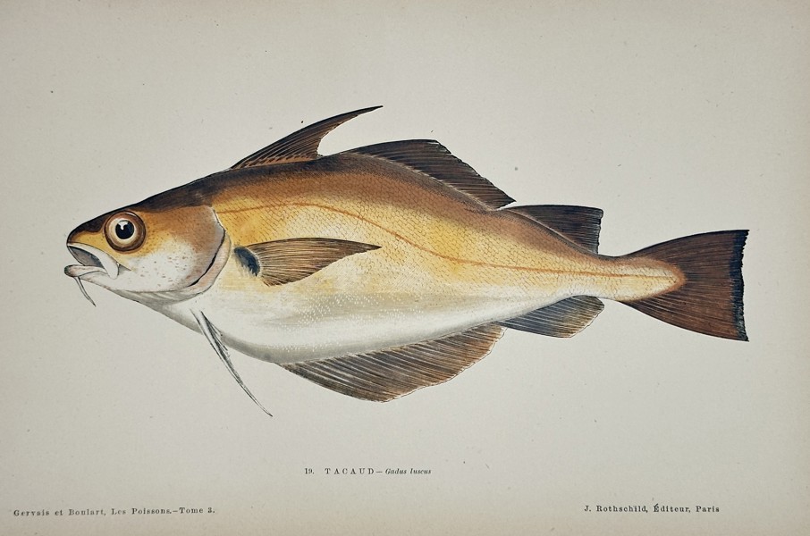 J. Rothschild – Poor Cod (Gadus Luscus) – Engraving with hand-coloring (c. 1870)