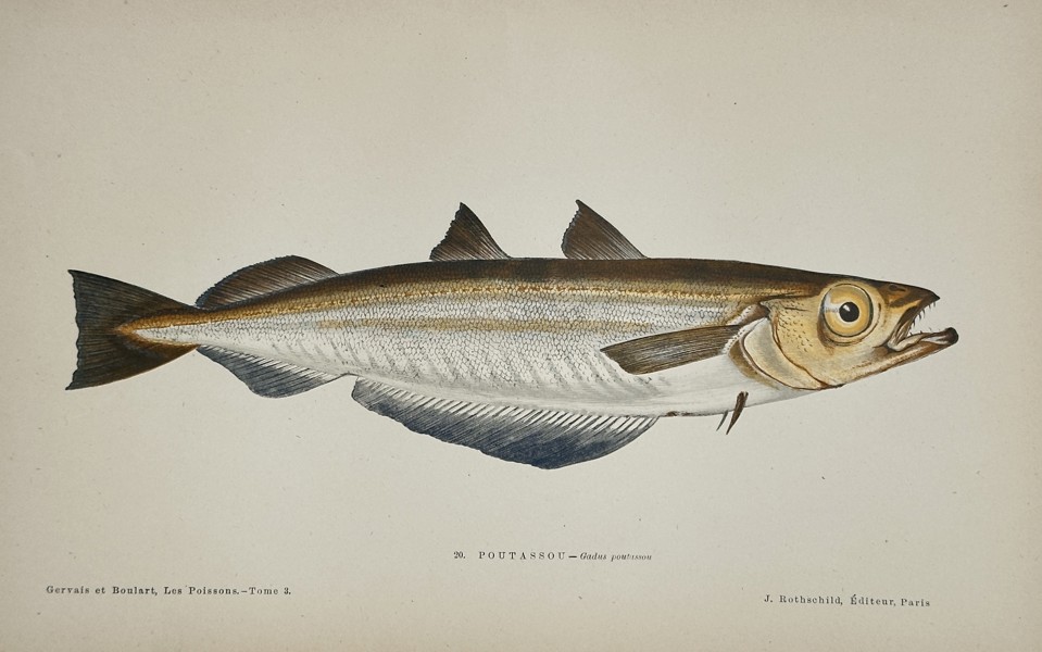 J. Rothschild – Pollock fish (Gadus pollachius) – Engraving with hand-coloring (c. 1870)