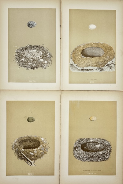 Francis Orpen Morris - Bird Egg & Bird Nest Prints - Grey Shrike - Blackcap - Flycatcher - Blackstart