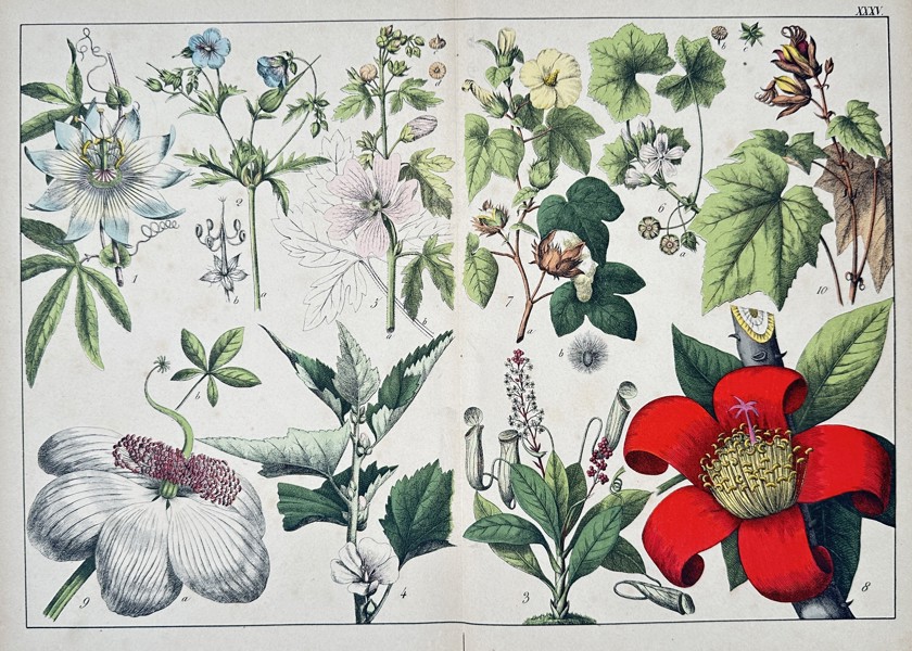 Jacob Sturm (1771–1848), after – Botanical Illustrations (Plate XXIV) – Chromolithograph (c. 1890)