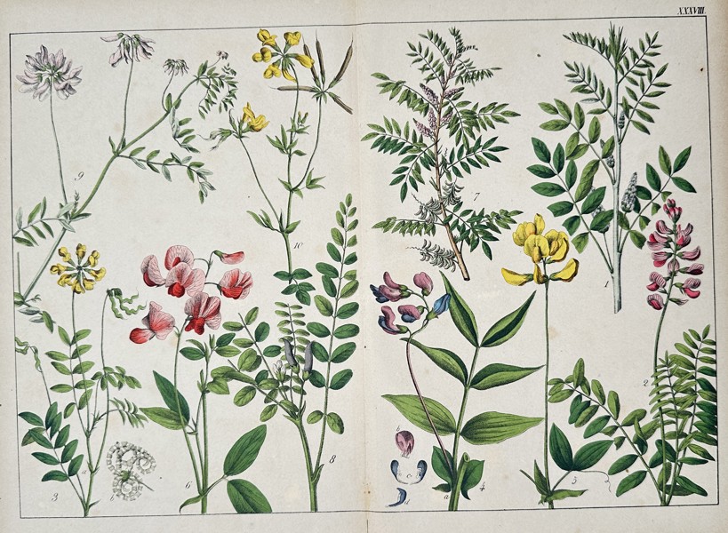 Jacob Sturm (1771–1848), after – Botanical Illustrations (Plate LXXVIII) – Chromolithograph (c. 1890)